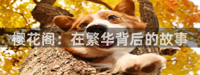 星空电影xkdy